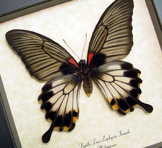 Papilio lowi Papilio Lowi Zephyria Female Swallowtail Real Butterfly Gifts