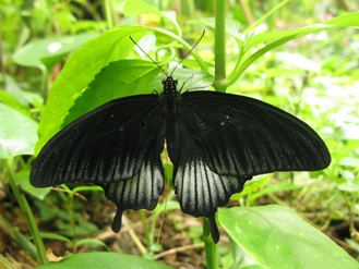 Papilio lowi lowi
