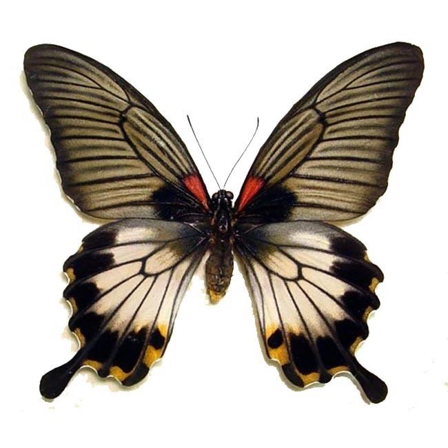 Papilio lowi Papilio Lowi Zephyria Female Swallowtail Real Butterfly Gifts