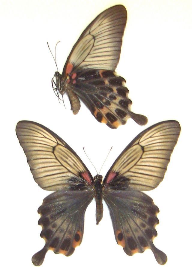 Papilio lowi Image Papilio lowi FEMALE ASIAN SWALLOWTAIL