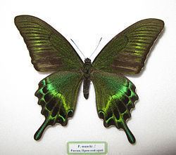 Papilio maackii httpsuploadwikimediaorgwikipediacommonsthu