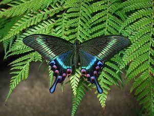 Papilio maackii Papilio Maackii macilentus papilio