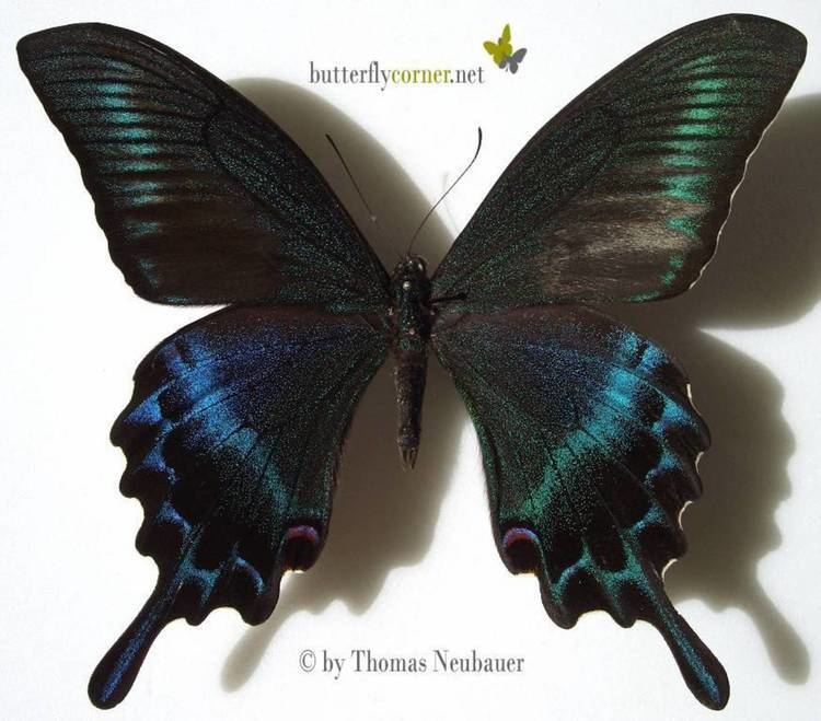 Papilio maackii ButterflyCornernet Papilio maackii