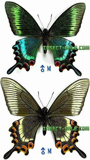 Papilio maackii InsectSalecom Papilio maackii maackii SpringColorful