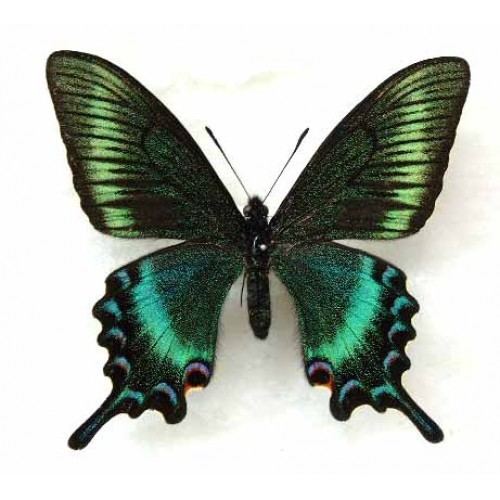 Papilio maackii Papilio Maackii