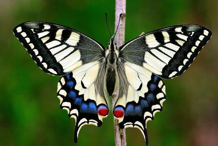 Papilio machaon Papilio machaon Wikipedia