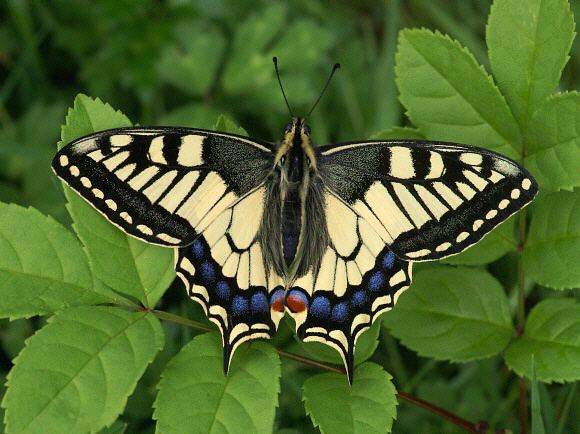 Papilio machaon Butterflies of Europe Papilio machaon