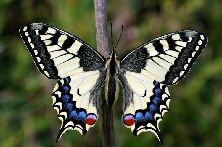 Papilio machaon Papilio machaon Linnaeus 1758 Checklist View