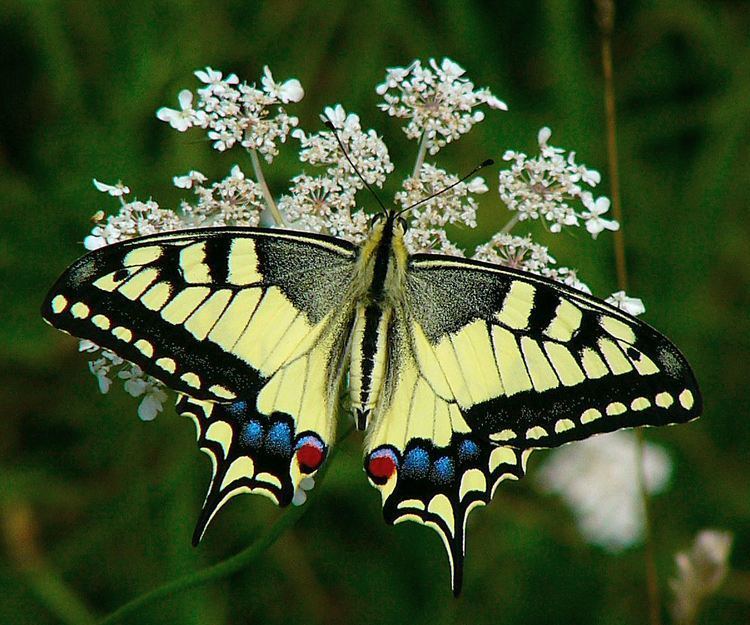 Papilio machaon Get Papilio machaon livestock for free