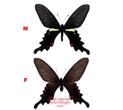 Papilio macilentus Insect Designs Butterflies and Moths Papilionidae Papilio