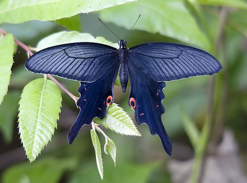 Papilio macilentus Flickriver Most interesting photos tagged with papiliomacilentus