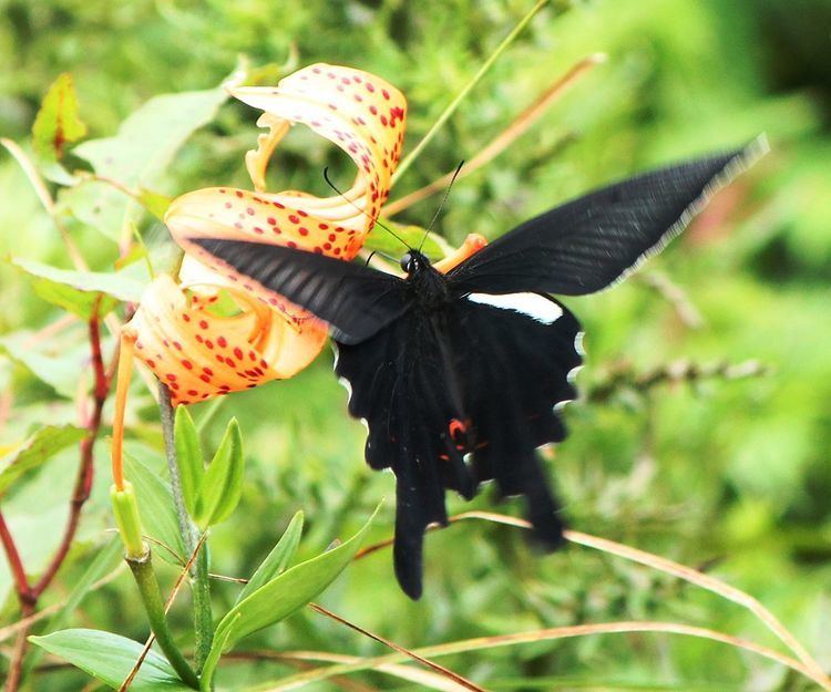 Papilio macilentus Papilio macilentus Wikipedia