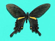 Papilio macilentus httpsuploadwikimediaorgwikipediacommonsthu