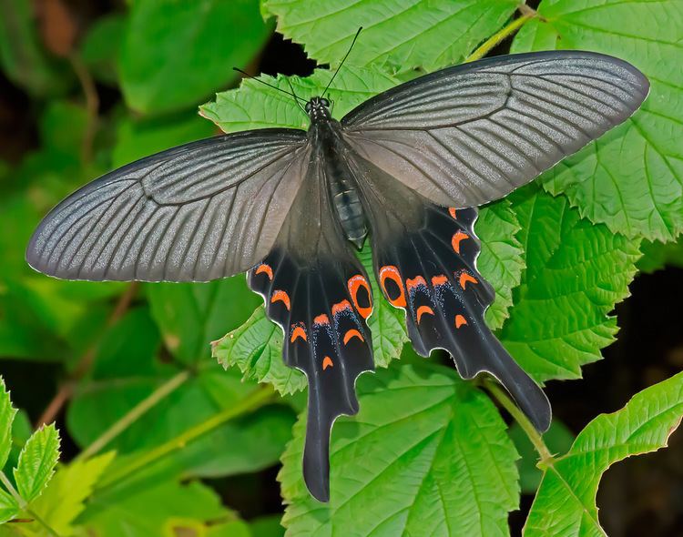 Papilio macilentus Papilio macilentus Mike Friel Flickr