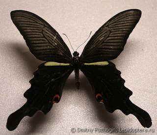Papilio macilentus Papilio macilentus