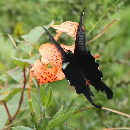 Papilio macilentus Long Tail Spangle Papilio macilentus iNaturalistorg