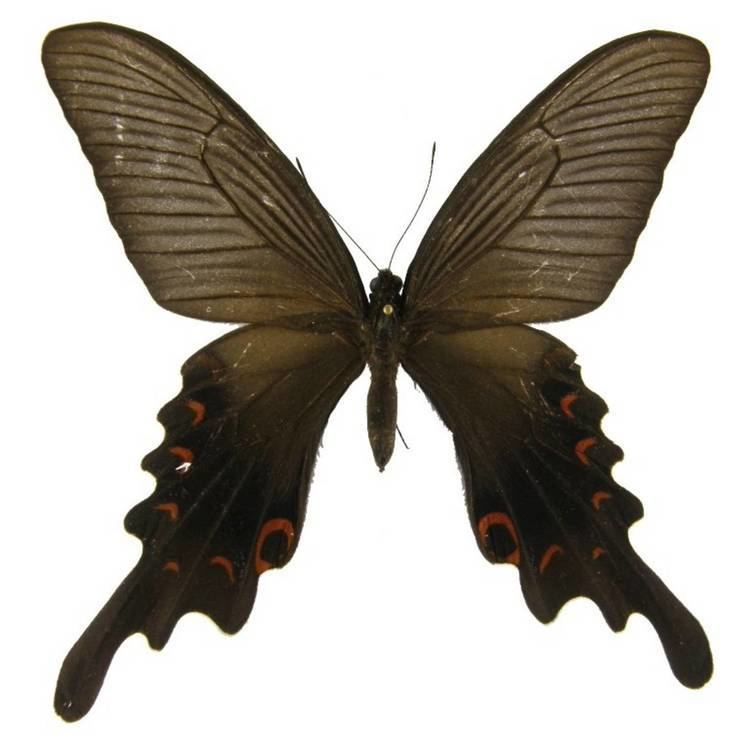 Papilio macilentus ButterflyCornernet Papilio macilentus