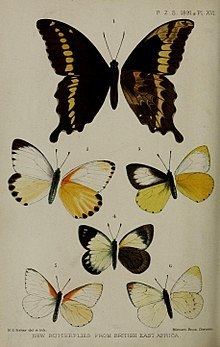 Papilio mackinnoni httpsuploadwikimediaorgwikipediacommonsthu