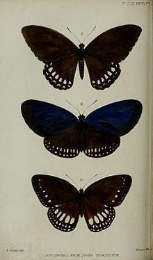 Papilio mahadeva httpsuploadwikimediaorgwikipediacommonsthu