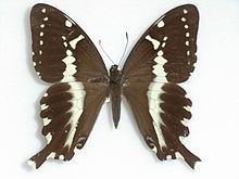 Papilio mangoura httpsuploadwikimediaorgwikipediacommonsthu