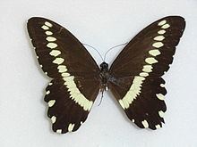 Papilio mechowi httpsuploadwikimediaorgwikipediacommonsthu