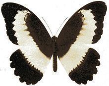 Papilio mechowianus httpsuploadwikimediaorgwikipediacommonsthu