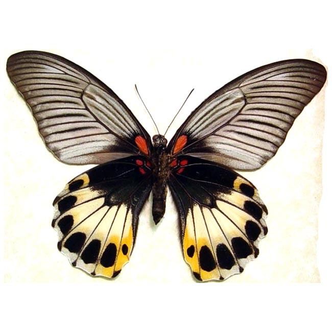 Papilio memnon httpswwwrealbutterflygiftscomwpcontentuplo
