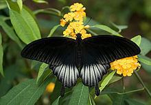 Papilio memnon Papilio memnon Wikipedia