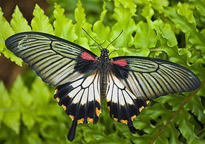 Papilio memnon Papilio memnon Wikipdia
