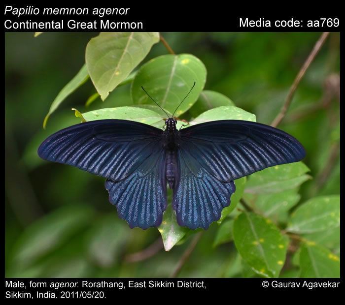 Papilio memnon Papilio memnon Great Mormon Butterflies of India