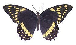 Papilio menatius httpsuploadwikimediaorgwikipediacommonsthu