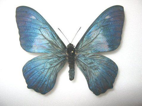 Papilio moerneri swallowtailsnetmoerneri20mounted201jpg