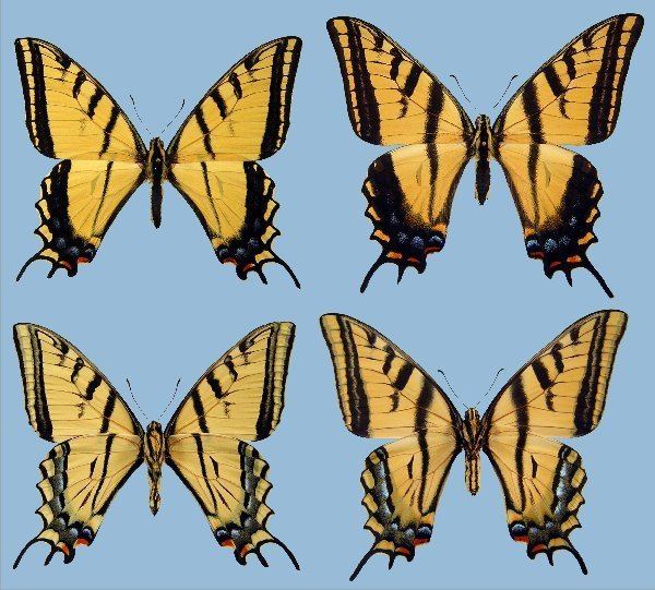 Papilio multicaudata wwwraisingbutterfliesorgstoragePmultipusillu