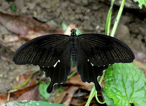 Papilio nephelus Butterflies of the Indian subcontinent Papilio nephelus