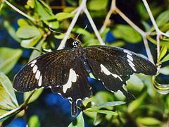 Papilio nephelus Papilio nephelus Wikipedia