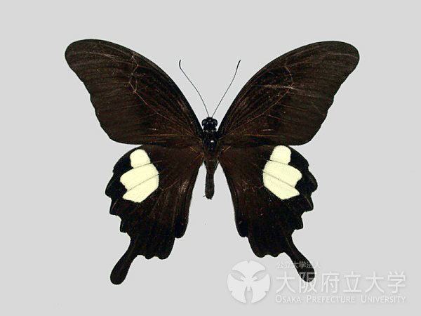 Papilio nephelus Papilio nephelus Boisduval 1836 Scientific Materials Insects