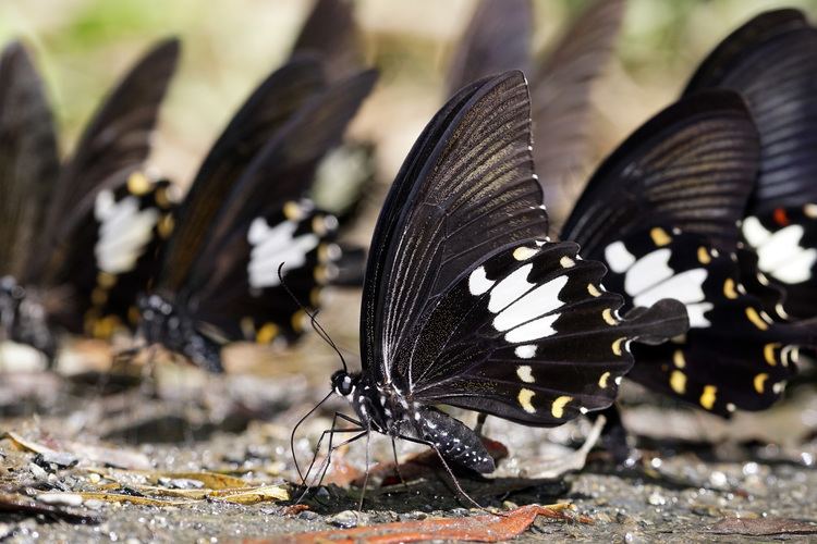 Papilio nephelus FilePapilio nephelus chaonulus male 20140830jpg Wikimedia Commons