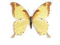 Papilio nobilis httpsuploadwikimediaorgwikipediacommonsthu