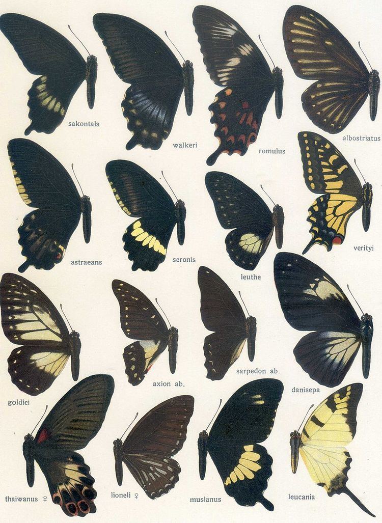 Papilio nubilus