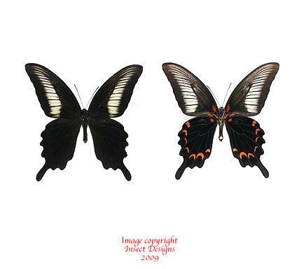 Papilio oenomaus wwwinsectdesignscomimagesPpaperedpapoenomausjpg