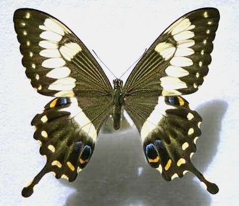 Papilio ophidicephalus Pophidicephalus