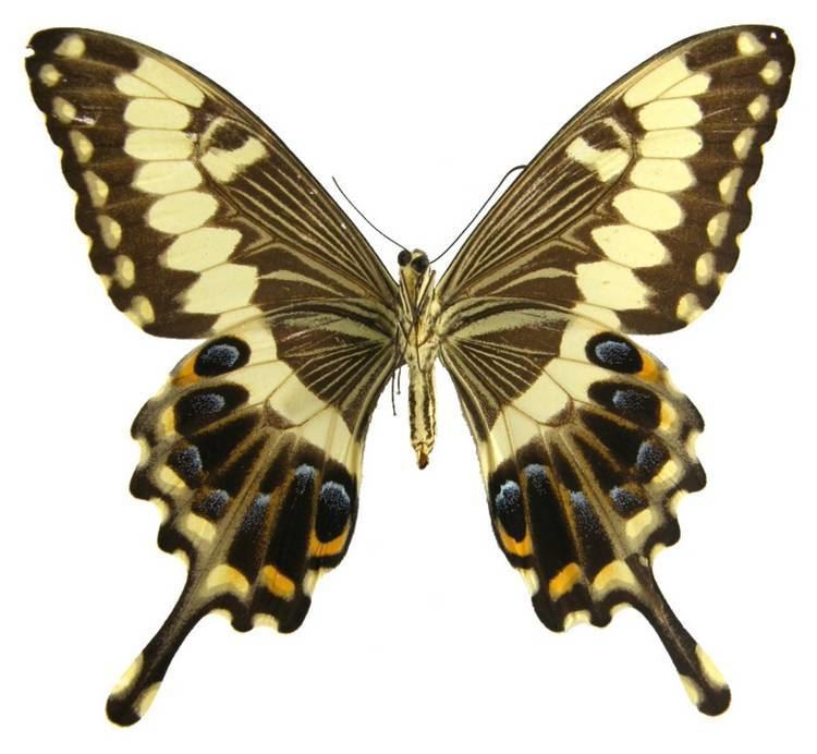Papilio ophidicephalus ButterflyCornernet Papilio ophidicephalus Emperor Swallowtail