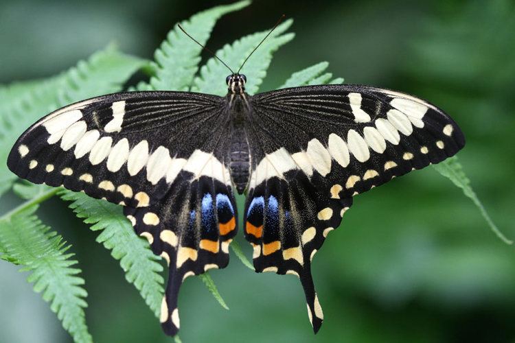 Papilio ophidicephalus Gallery Our Butterflies Butterfly World