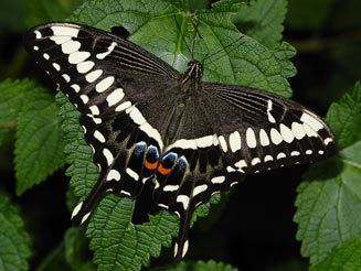 Papilio ophidicephalus ophidicephalus Emperor swallowtail
