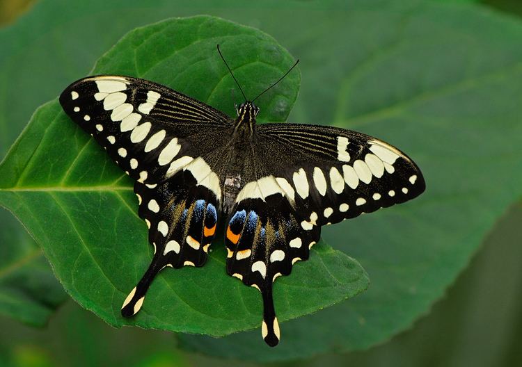 Papilio ophidicephalus Emperor Swallowtail Butterfly papilio ophidicephalus Flickr