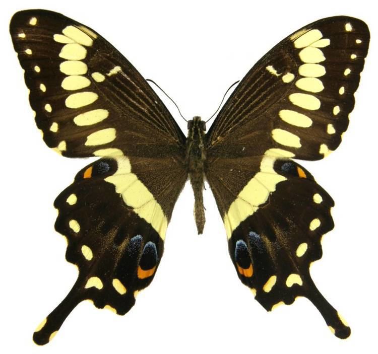 Papilio ophidicephalus ButterflyCornernet Papilio ophidicephalus Emperor Swallowtail