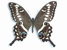 Papilio ophidicephalus httpsuploadwikimediaorgwikipediacommonsthu