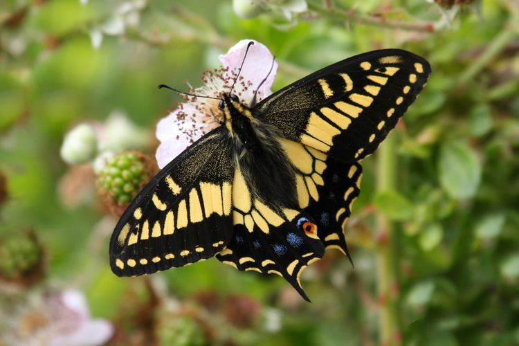 Papilio oregonius Oregon Swallowtail Butterfly Papilio oregonius Oregon Sw Flickr