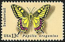 Papilio oregonius Papilio oregonius Wikipedia