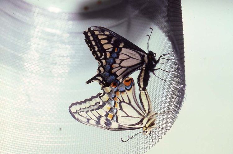 Papilio oregonius Specialization adaptation speciation The John N Thompson Lab